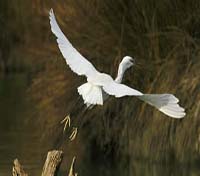 A bird of Camargue